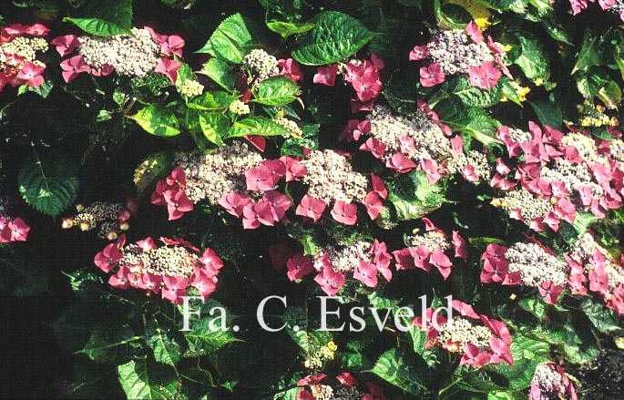 Hydrangea macrophylla 'Bergfink'