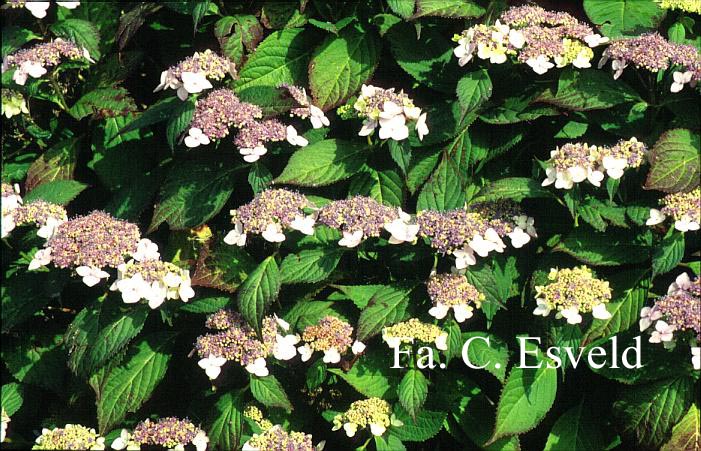 Hydrangea macrophylla 'Dart's Songbird'