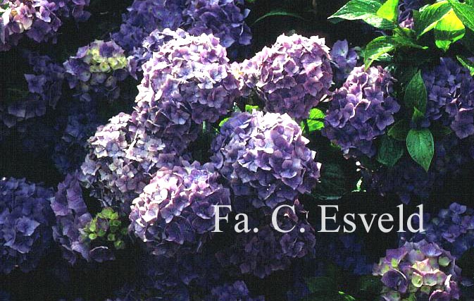 Hydrangea macrophylla 'Holstein'