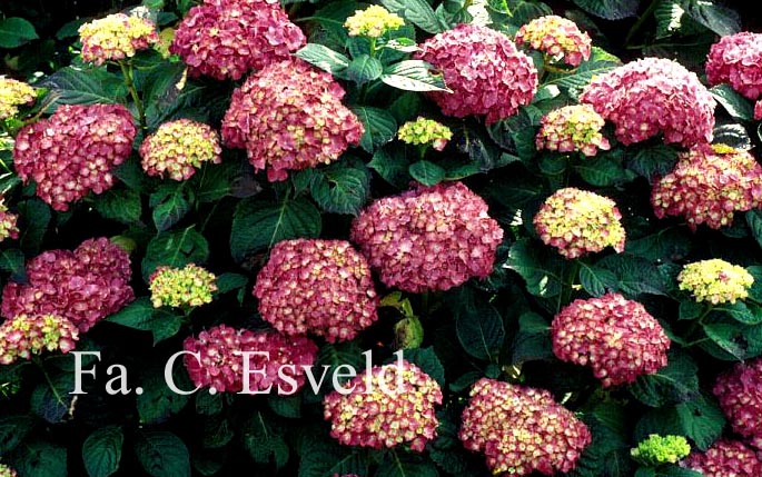 Hydrangea macrophylla 'King George V'