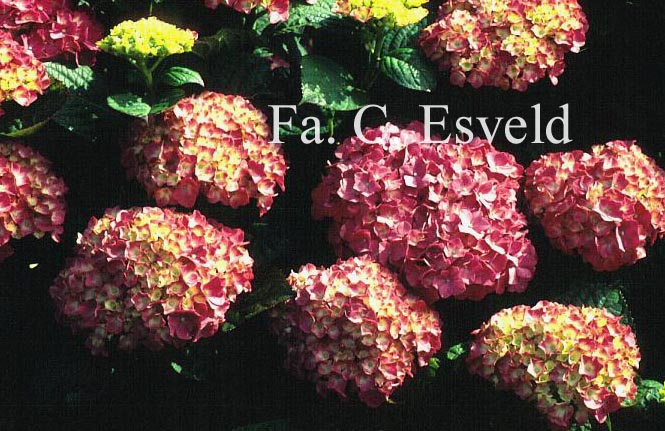 Hydrangea macrophylla 'King George V'