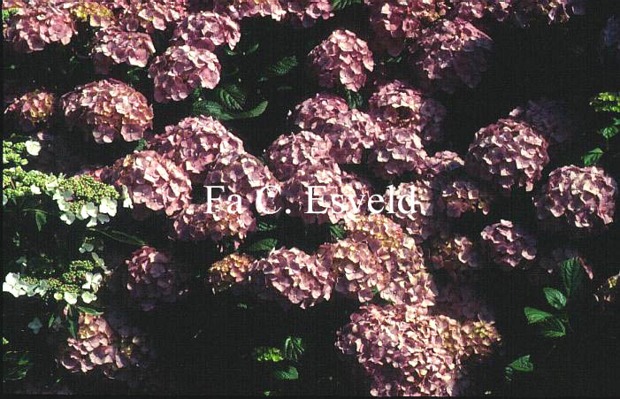 Hydrangea macrophylla 'Marechal Foch'