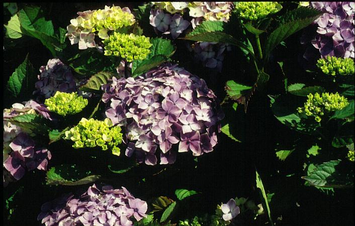 Hydrangea macrophylla 'Souvenir de Mme. E. Chautard'