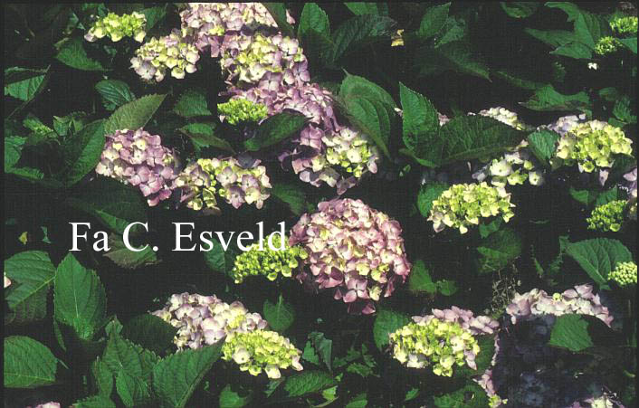 Hydrangea macrophylla 'Souvenir de Mme. E. Chautard'