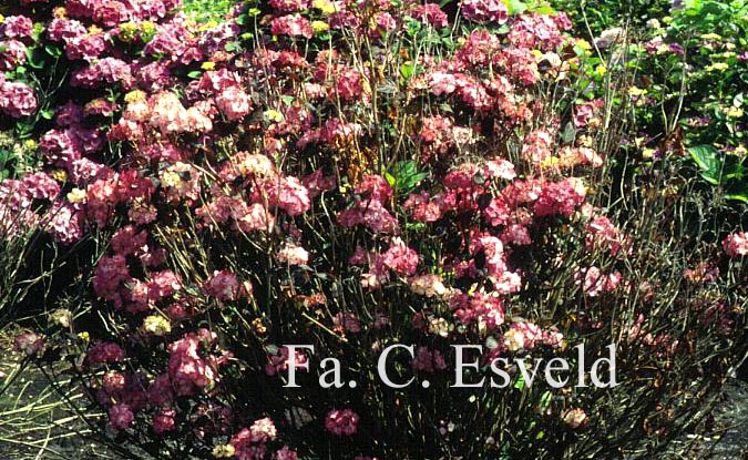 Hydrangea serrata 'Preziosa'