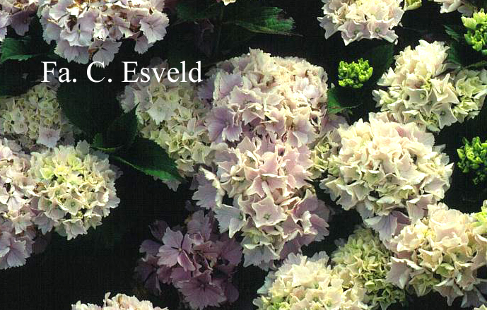 Hydrangea macrophylla 'Albrechtsburg'