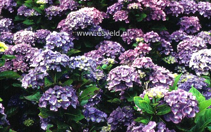 Hydrangea macrophylla 'Blue Danube'