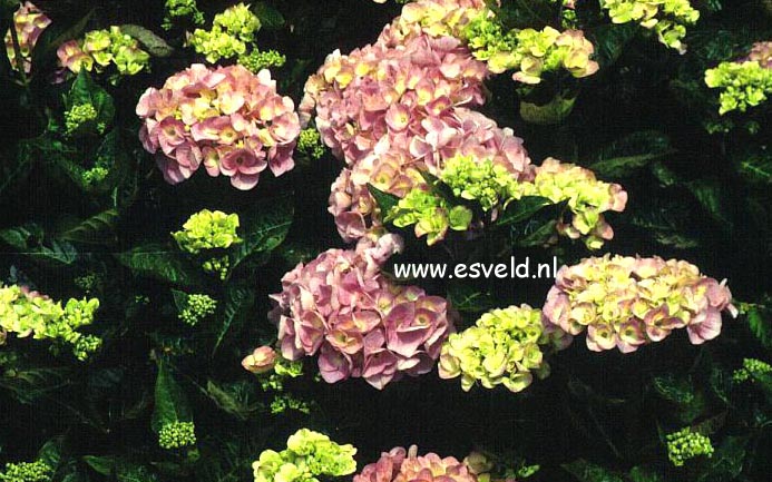 Hydrangea macrophylla 'Marquise'