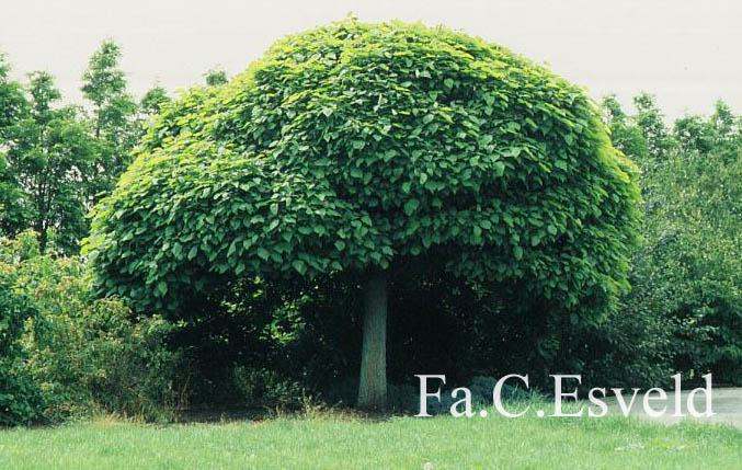 Catalpa bignonioides 'Nana'