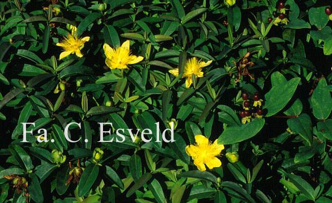 Hypericum calycinum