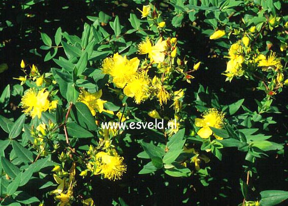 Hypericum kouytchense