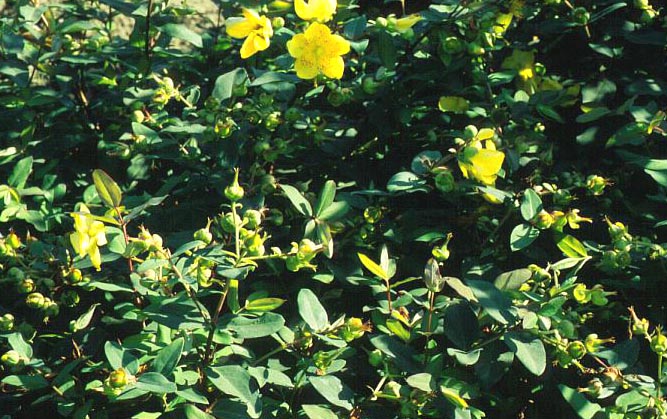 Hypericum moserianum