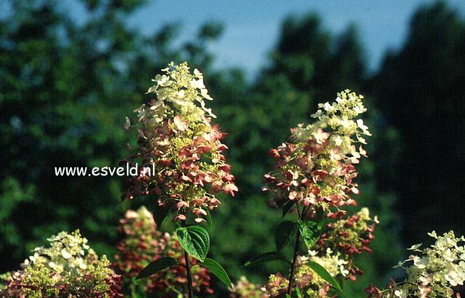 Hydrangea paniculata 'Ruby' (ANGELS BLUSH)