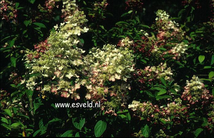 Hydrangea paniculata 'Ruby' (ANGELS BLUSH)