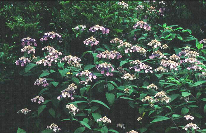 Hydrangea aspera 'Kawakami'