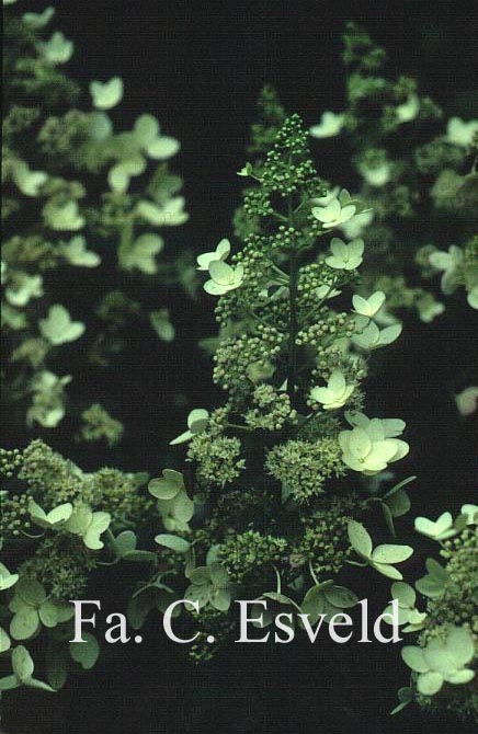 Hydrangea paniculata 'White Lace'