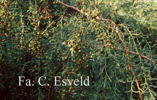 Fitzroya cupressoides