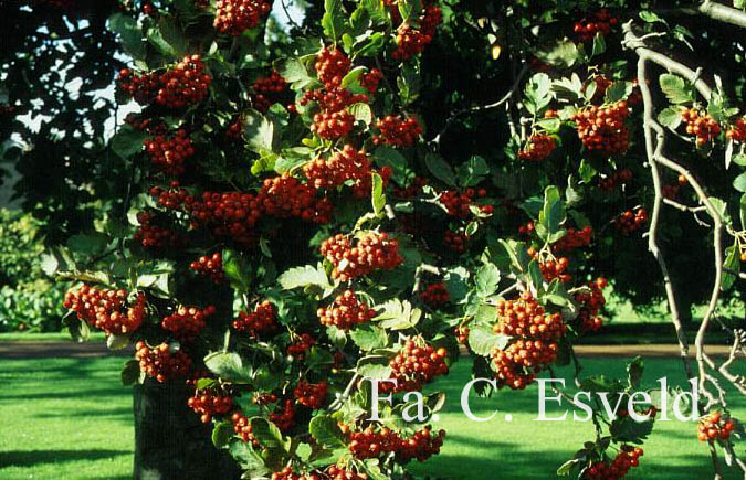 Sorbus hybrida 'Gibbsii'