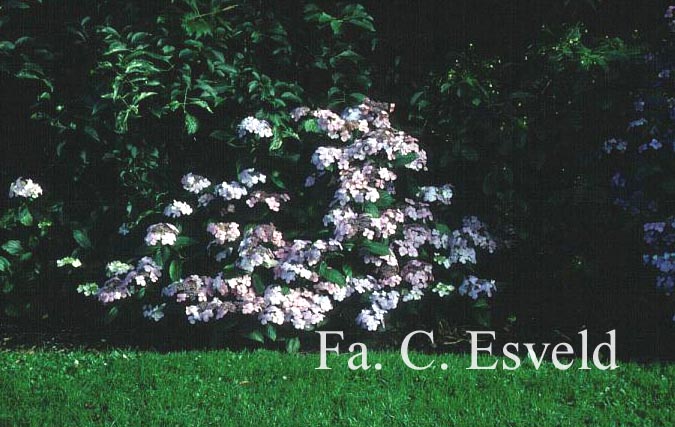 Hydrangea macrophylla 'Mariesii Perfecta'