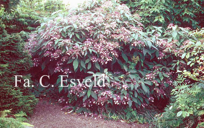 Hydrangea aspera