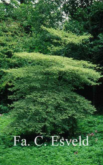 Cornus alternifolia 'Argentea'