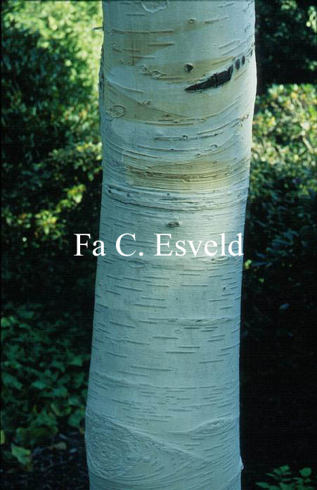 Betula utilis 'Doorenbos'