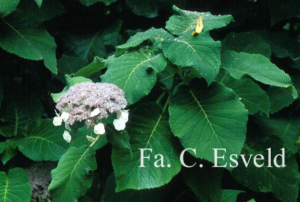 Hydrangea aspera 'Macrophylla'