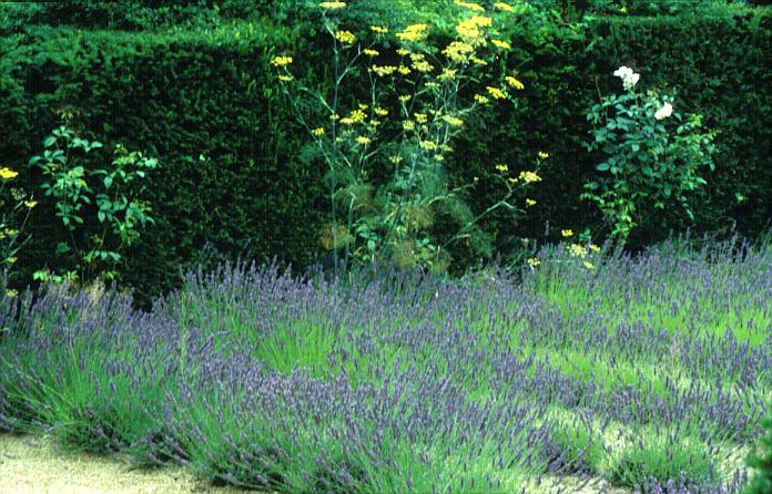 Lavandula angustifolia