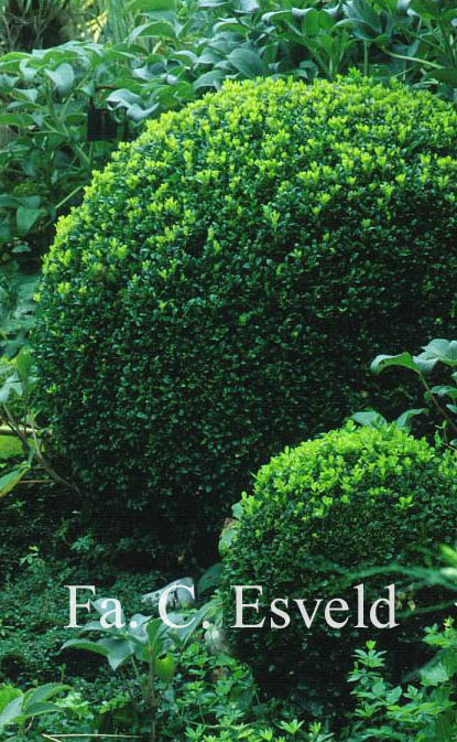 Buxus sempervirens