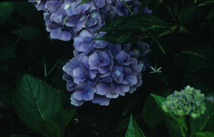 Hydrangea macrophylla 'Amethyst' (MAGICAL AMETHYST)