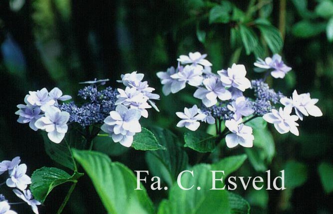 Hydrangea macrophylla 'Jogosaki'