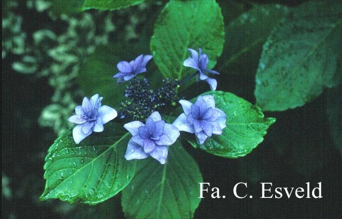 Hydrangea macrophylla 'Etoile Violette'