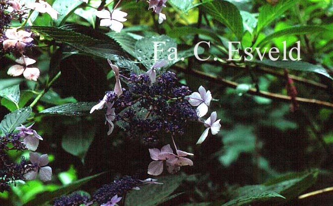 Hydrangea macrophylla 'Mariesii Lilacina'