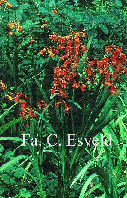 Crocosmia 'Lucifer'