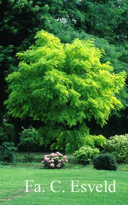 Robinia pseudoacacia 'Frisia'