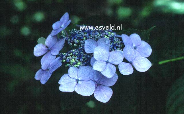 Hydrangea macrophylla 'Juno' (syn. 'Hidcote Pink')