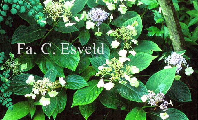 Hydrangea involucrata 'Viridescens'