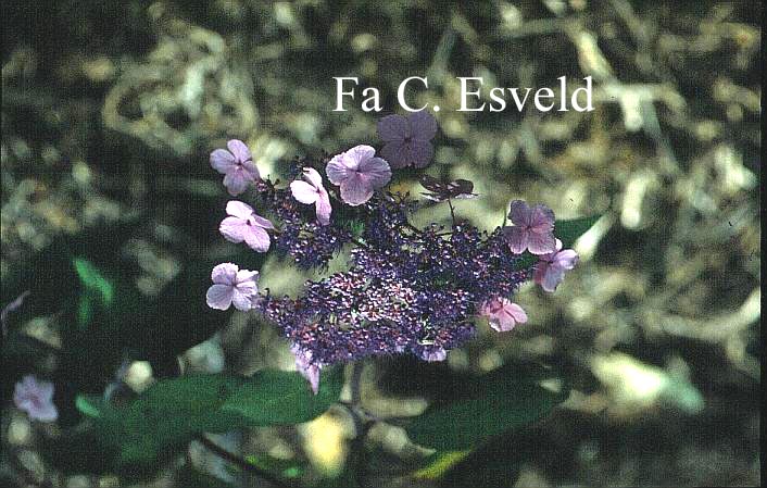 Hydrangea aspera 'Sam McDonald'