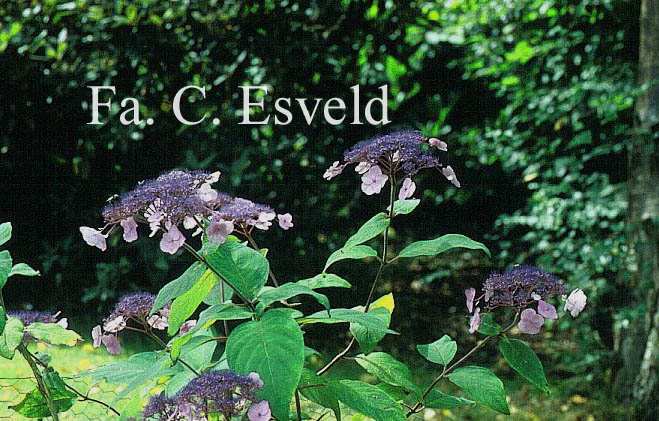 Hydrangea villosa 'Anthony Bullivant'