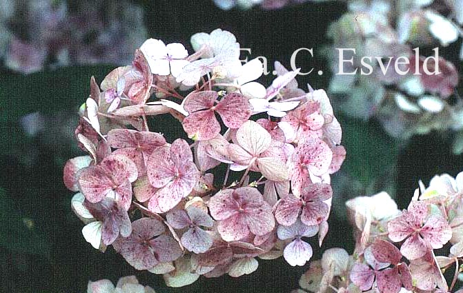 Hydrangea serrata 'Preziosa'