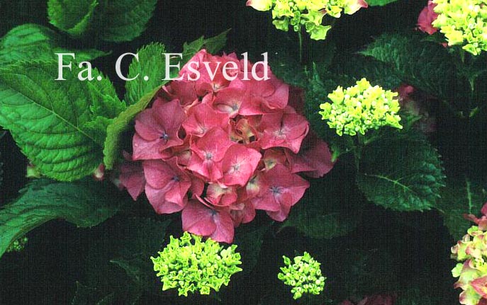 Hydrangea macrophylla 'Heinrich Seidel'