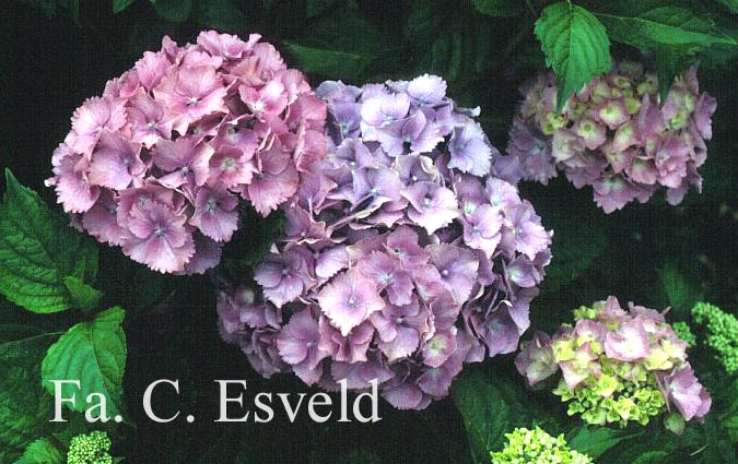 Hydrangea macrophylla 'Sibilla'