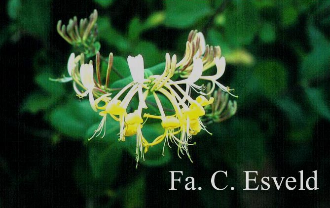 Lonicera etrusca 'Superba'