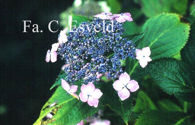 Hydrangea macrophylla 'Mariesii Lilacina'