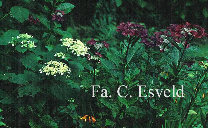 Hydrangea arborescens