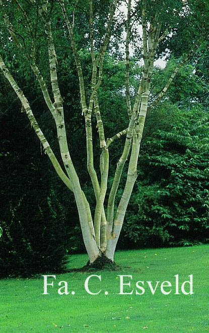 Betula ermanii