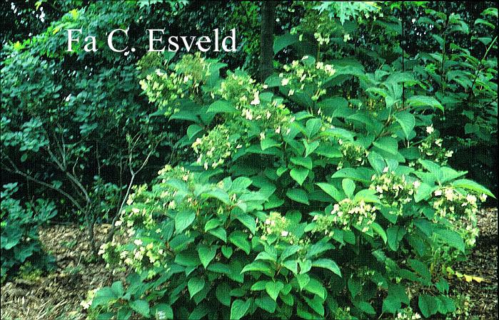 Hydrangea heteromalla 'Snowcap'