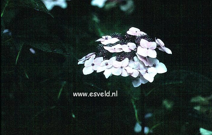 Hydrangea macrophylla 'Juno' (syn. 'Hidcote Pink')