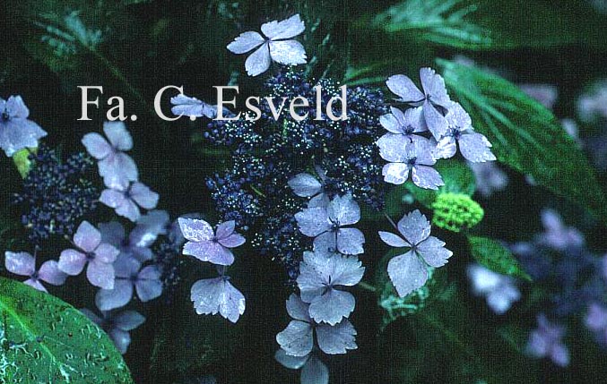 Hydrangea macrophylla 'Mariesii Lilacina'