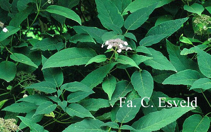 Hydrangea aspera subsp. robusta